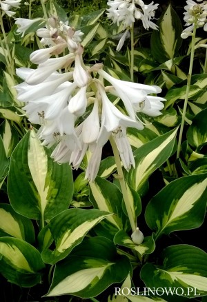 Funkia ‘Ann Kulpa’ (Hosta)